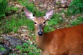 White-tailed deer portrait Royalty Free Stock Photo