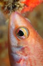 Eye contact (Ctenolabrus rupestris)