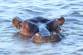 Eye contact with hippo in lake Saint Lucia in South Africa Royalty Free Stock Photo