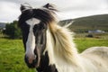 An Eye contact with an Icelandic horse