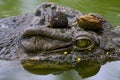 Eye of crocodile Royalty Free Stock Photo