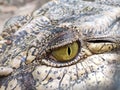 Eye of crocodile