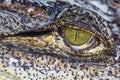 Eye of The Crocodile