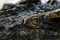 Eye Crocodile Close-up Royalty Free Stock Photo