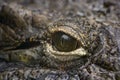 Eye of crocodile in close view Royalty Free Stock Photo