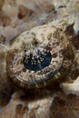 The eye of a crocodile fish