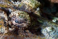 Eye of the crocodile fish. Underwater macro photography Royalty Free Stock Photo