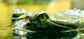 Eye of crocodile (indian gavial) Royalty Free Stock Photo