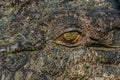 Eye of the crocodile in Kakadu National Park in Australia& x27;s Northern Territory Royalty Free Stock Photo