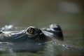 eye of crocodile in Prague ZOO Royalty Free Stock Photo