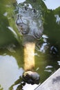 Eye of crocodile. Indian Gavial.