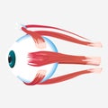 Eye cross muscle icon, cartoon style