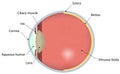 Eye Cross Section Labeled Diagram