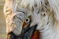 Eye of a dalmatian pelican. Royalty Free Stock Photo