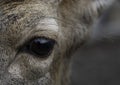 Eye of deer close up, macro photo. Croped photo, focus to the middle Royalty Free Stock Photo