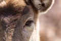 Eye deer in nature, close-up Royalty Free Stock Photo