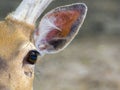 Eye of a deer Royalty Free Stock Photo