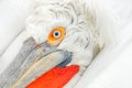 Eye detail Dalmatian pelican, Pelecanus crispus, in Lake Kerkini, Greece. Palican with open wing, hunting animal. Wildlife scene f Royalty Free Stock Photo