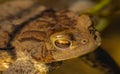 Eye detail portrait of toad frog in the water Royalty Free Stock Photo