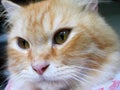 Eye Discharge in a Eyes of a Cream Tabby Cat Royalty Free Stock Photo