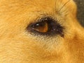 eye dog. beautiful eye