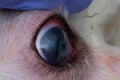 Eye of a dog with deep corneal ulcer closeup Royalty Free Stock Photo