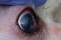 Eye of a dog with deep corneal ulcer closeup