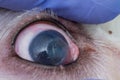 Eye of a dog with deep corneal ulcer closeup