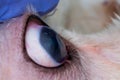 Eye of a dog with deep corneal ulcer closeup