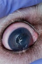 Eye of a dog with deep corneal ulcer closeup Royalty Free Stock Photo