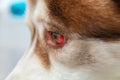 Eye of a dog with a hemorrhage resulting from a blow to the head. Siberian Husky got under the car, a traumatic brain injury.