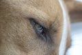 Eye of a dog , macro shot. Close up Royalty Free Stock Photo