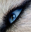 Eye dog Royalty Free Stock Photo