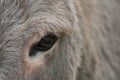 eye of donkey in a meadow Royalty Free Stock Photo