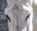 Eye Donkey Royalty Free Stock Photo
