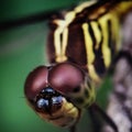 Eye Dragon Fly Royalty Free Stock Photo