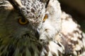 Eye of eagle owl Royalty Free Stock Photo