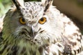 Eye of eagle owl Royalty Free Stock Photo