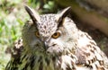 Eye of eagle owl Royalty Free Stock Photo