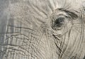Eye of the elephant