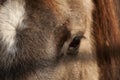 Eye of European brown horse Royalty Free Stock Photo