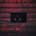 Eye evil background look staring fear superstition nose darkness predator pets