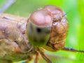 Eye extreme macro shot of a dragonfly in the wild. Close up details of dragonfly eyes are very small. Dragonfly with brown leave. Royalty Free Stock Photo