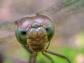 Eye extreme macro shot of a dragonfly in the wild. Close up details of dragonfly eyes are very small. Royalty Free Stock Photo