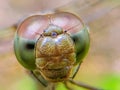 Eye extreme macro shot of a dragonfly in the wild. Close up details of dragonfly eyes are very small. Dragonfly with brown leave Royalty Free Stock Photo