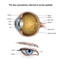 The Eye or eyeball. Health care education infographic. Vector design.