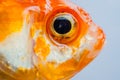Eye and faces goldfish Royalty Free Stock Photo
