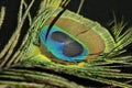 EYE FEATHERS, from peacocks, peafowls, symbolize beauty, confidence, and represent loyalty and power