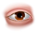 Eye Five Senses Human Body Part Sensory Organ Icon Royalty Free Stock Photo