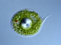 Eye flagellate with green chloroplasts Royalty Free Stock Photo